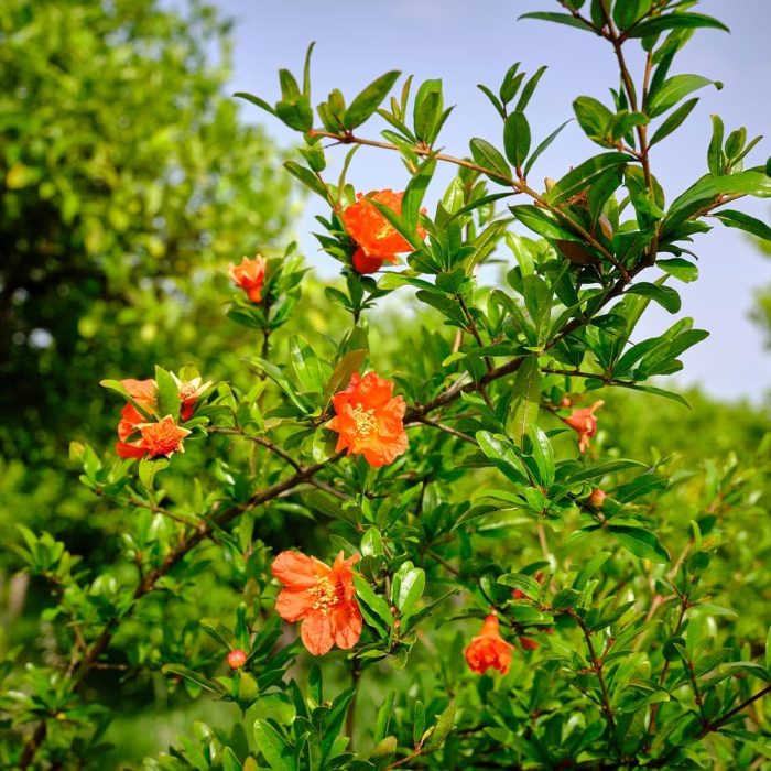 Pomegranate /భగవాన్ అనార్(Grafted) - Image 2