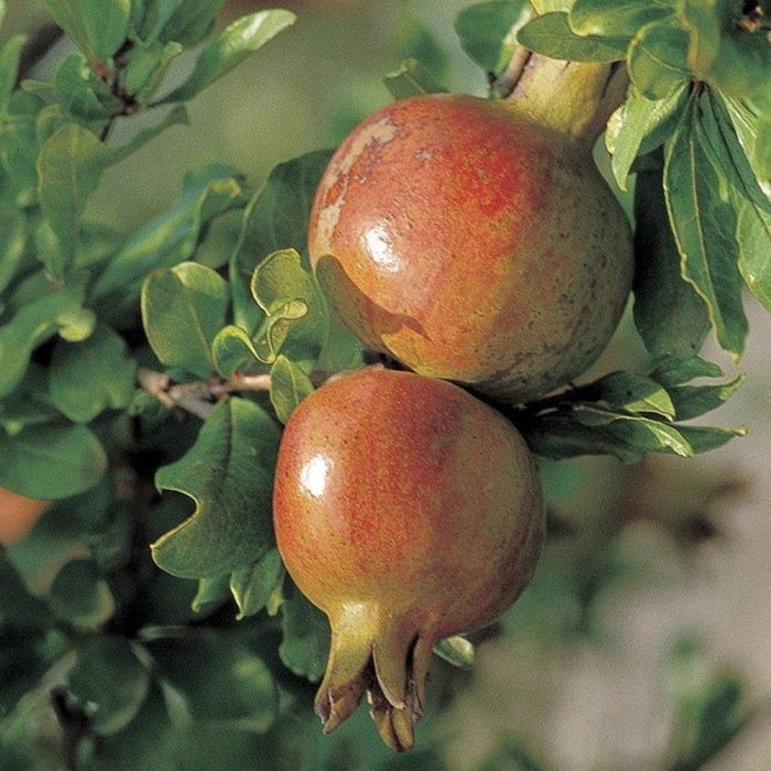 Pomegranate /భగవాన్ అనార్(Grafted) - Image 3