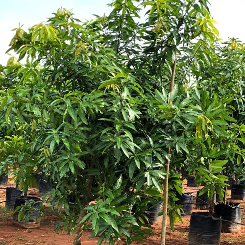 Punasa Mango(Grafted)