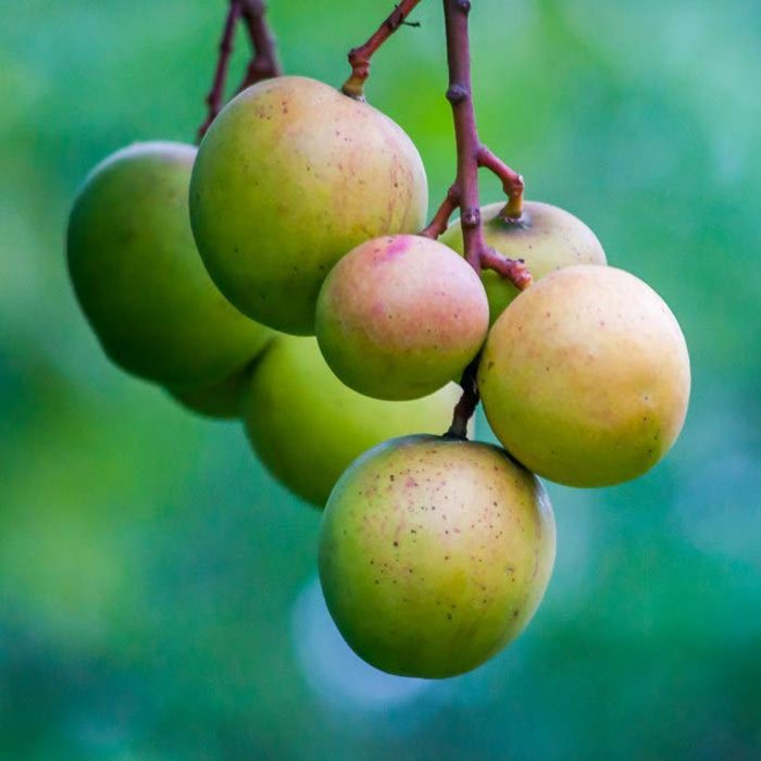 Punasa Mango(Grafted) - Image 2