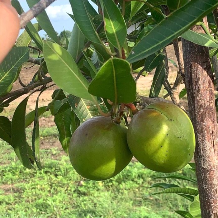 Punasa Mango(Grafted) - Image 3