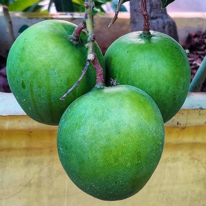 Punasa Mango(Grafted) - Image 4