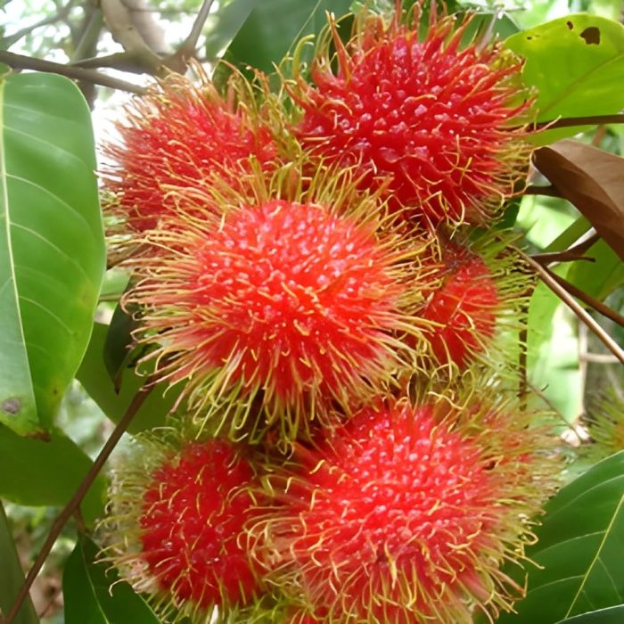 Ram butan - Image 3