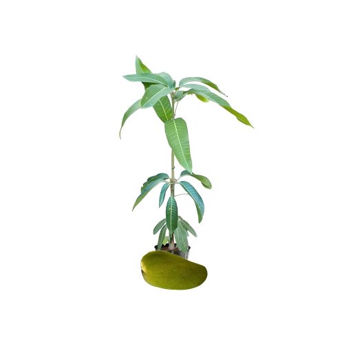 Rasal-Big Mango Plant(Grafted)