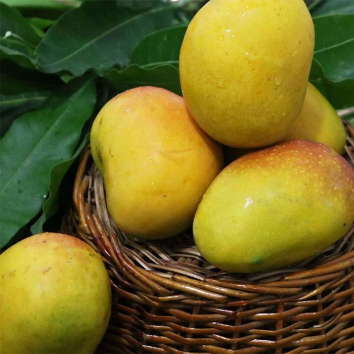 Rasal-Big Mango Plant(Grafted) - Image 2