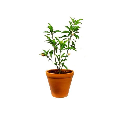 Red Sapota(Grafted)