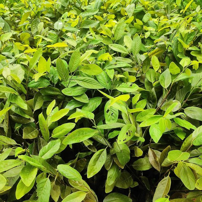 Red Sitaphal(Grafted)