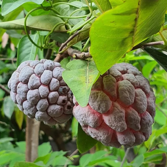 Red Sitaphal(Grafted) - Image 2
