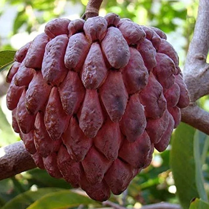 Red Sitaphal(Grafted) - Image 3