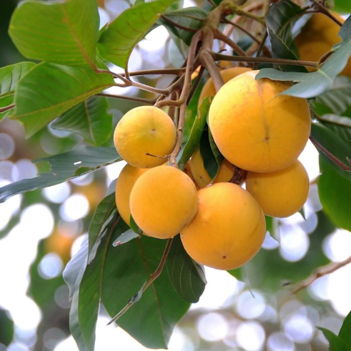 Santhol fruit big - Image 2