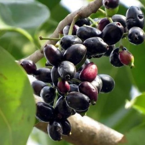 Seedless Neeruda(Grafted)