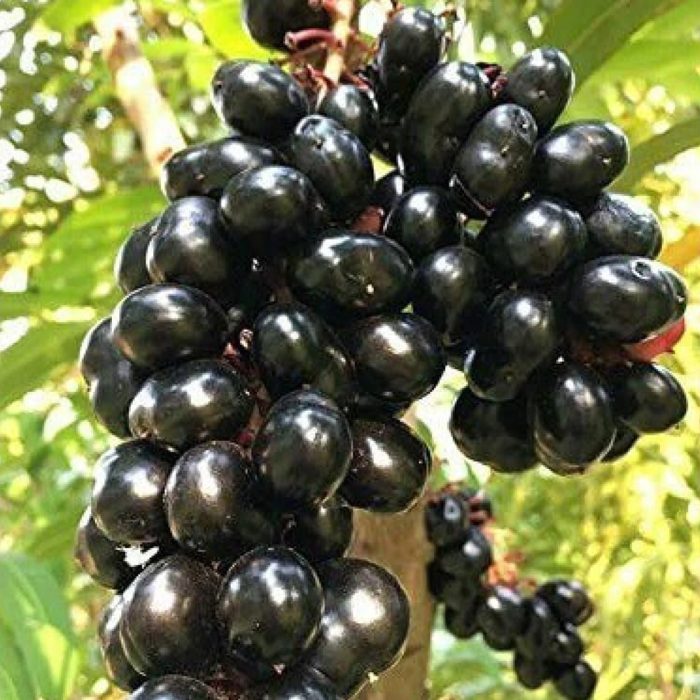 Seedless Neeruda(Grafted) - Image 2
