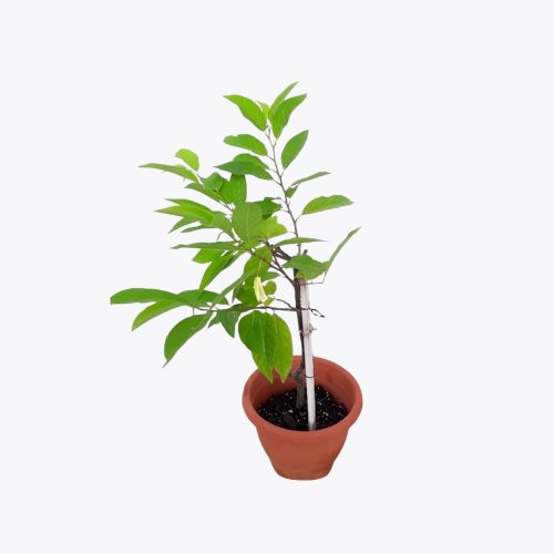 Sitaphal NMK(Grafted)