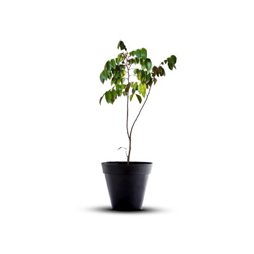 Star Fruit Sweet Grafted