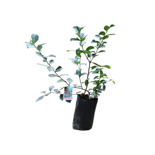 Strawberry Guava / స్ట్రాబెర్రీ జామ(Grafted)