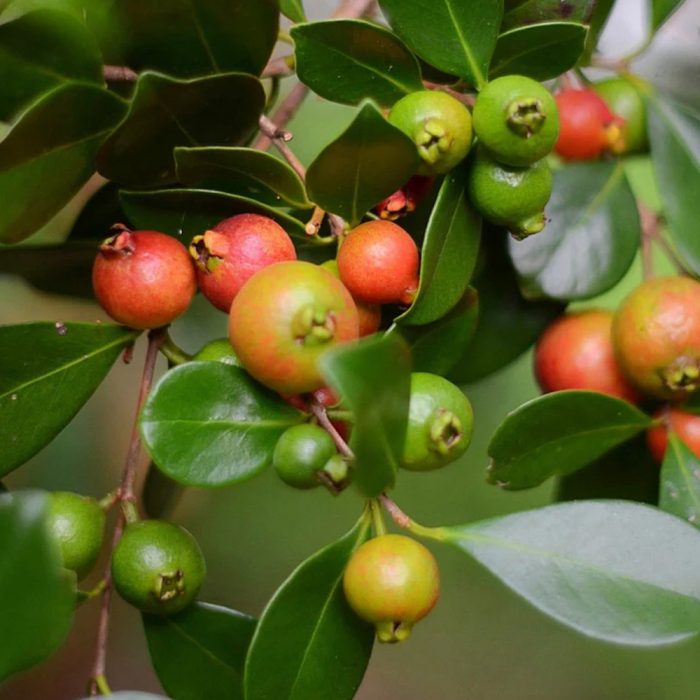 Strawberry Guava / స్ట్రాబెర్రీ జామ(Grafted) - Image 2