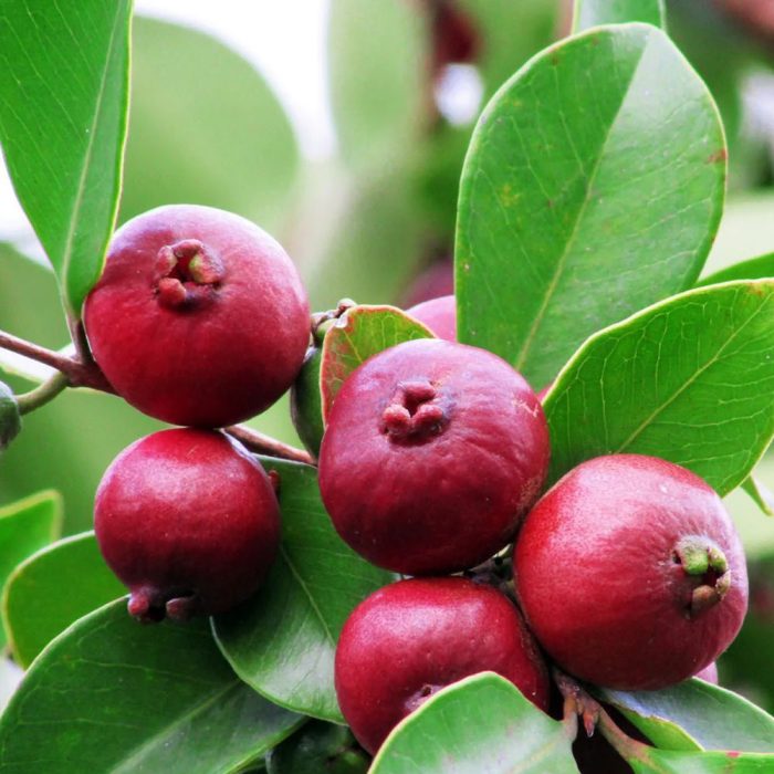 Strawberry Guava / స్ట్రాబెర్రీ జామ(Grafted) - Image 3