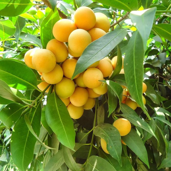 Sundrop fruit - Image 2