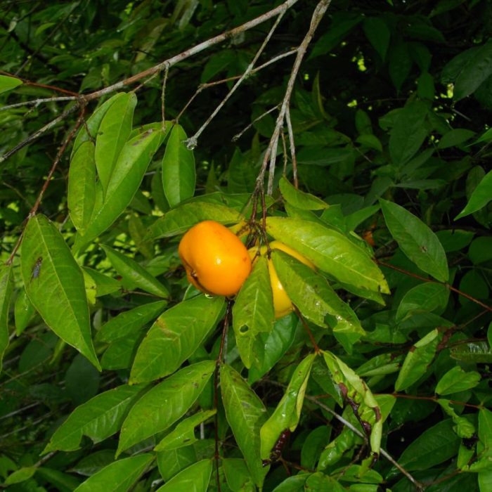 Sundrop fruit - Image 3