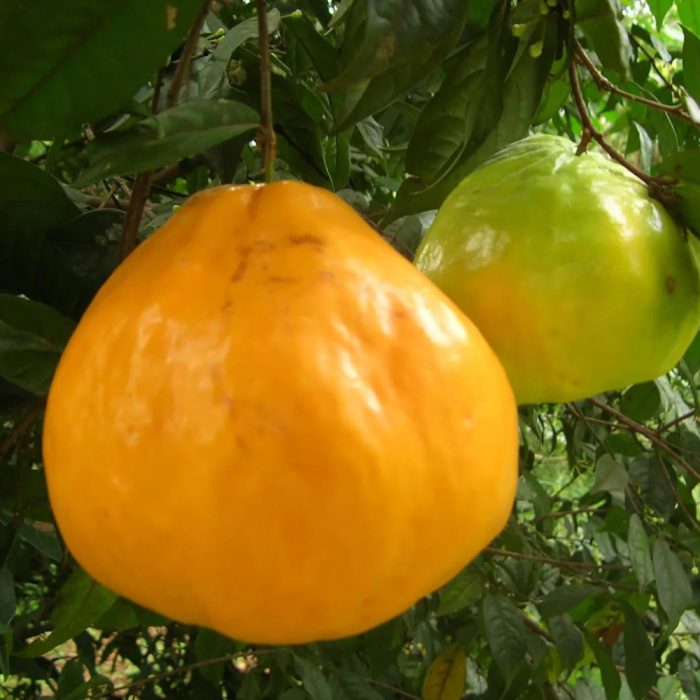 Sundrop fruit - Image 4