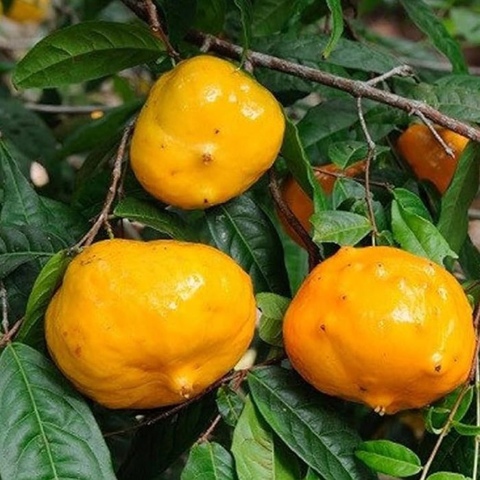 Sundrop fruit - Image 5