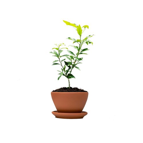 Sweet Lemon(Grafted)
