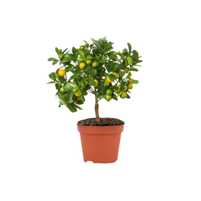 Table Lemon (Grafted)