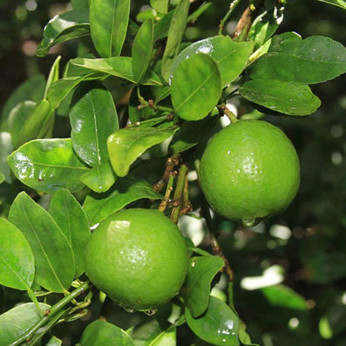 Table Lemon (Grafted) - Image 2
