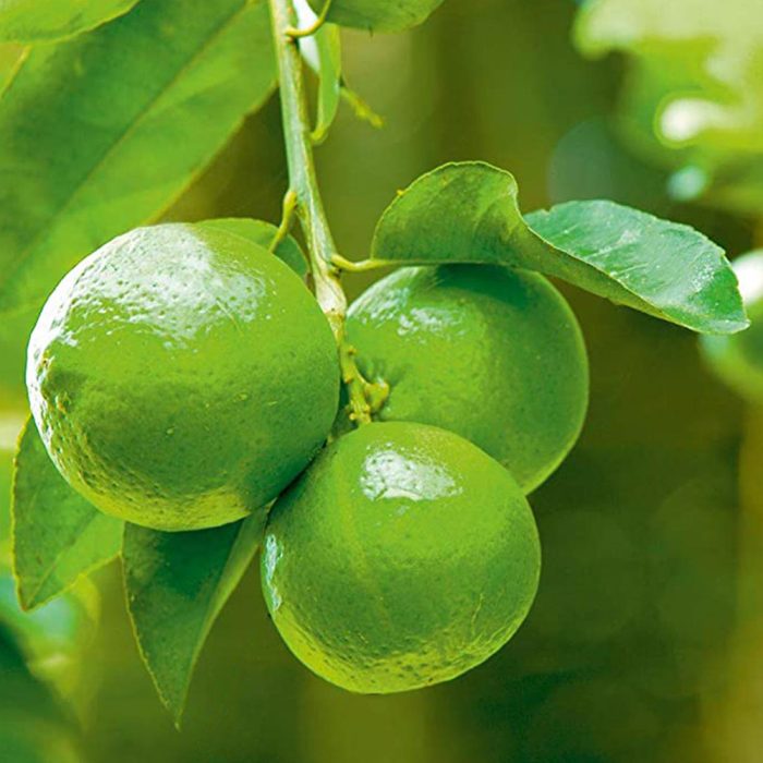 Table Lemon (Grafted) - Image 3