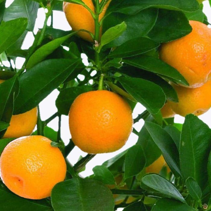 Table Top Orange(Grafted) - Image 2