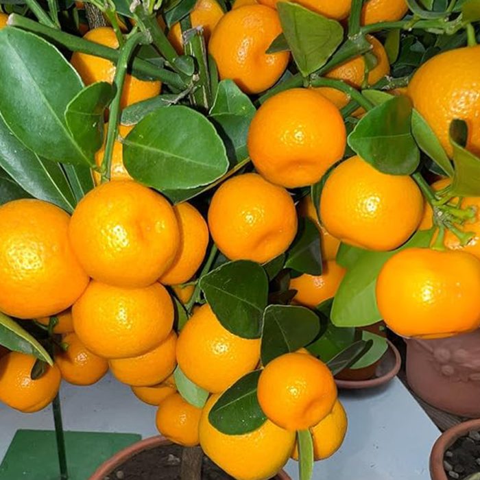 Table Top Orange(Grafted) - Image 3