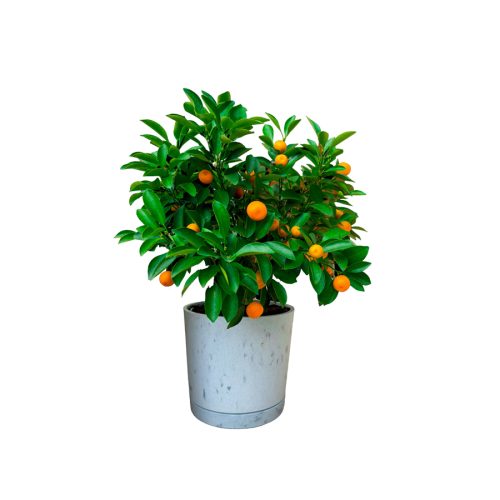 Table Top Orange(Grafted)