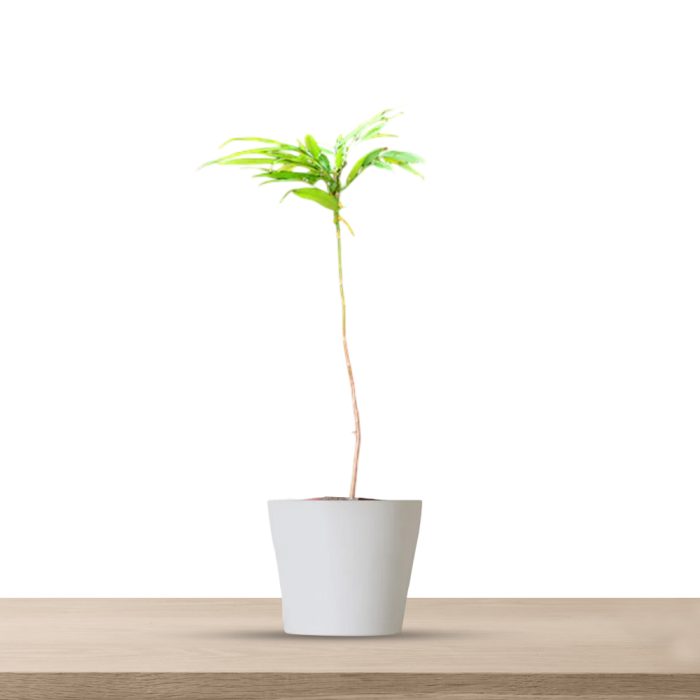 Terangana Cherry