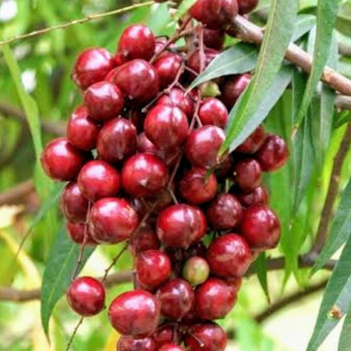 Terangana Cherry - Image 2
