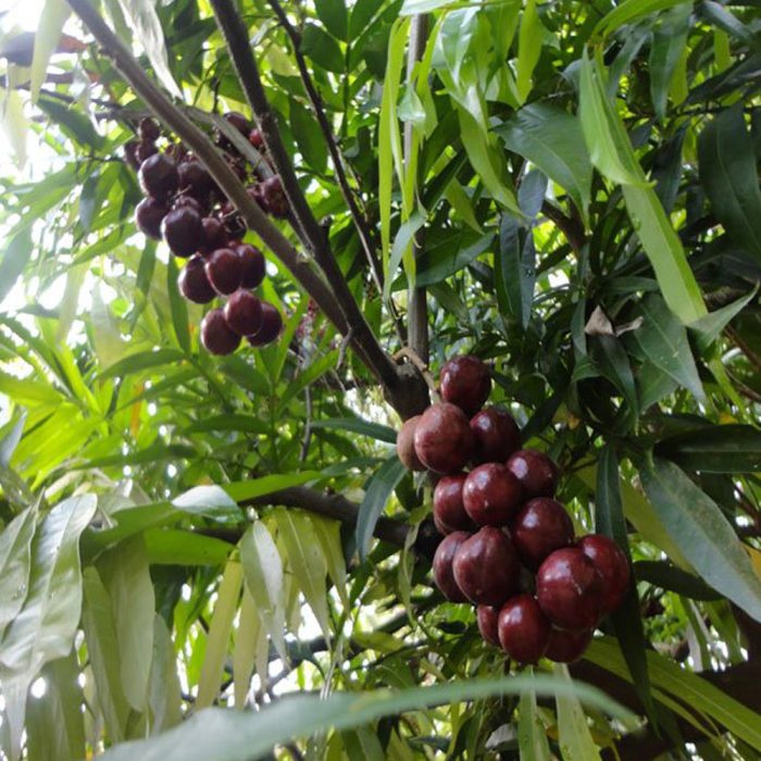 Terangana Cherry - Image 3
