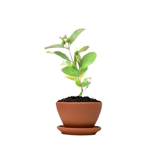 Thai Guava-Pink Plant(Grafted)
