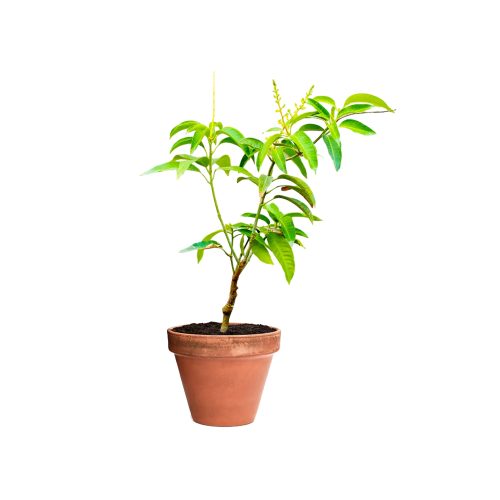Thai Mango(Grafted)