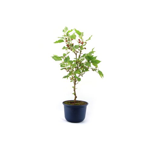 Thai mulberry(Grafted)