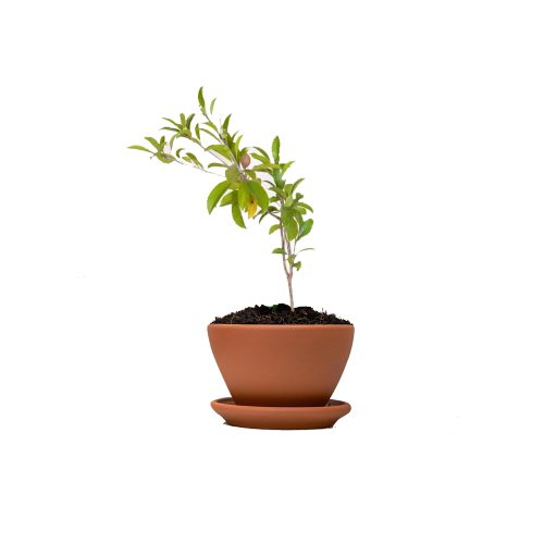 Thai sapota(Grafted)
