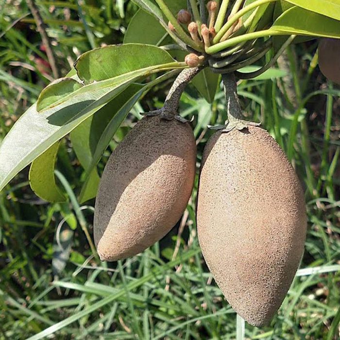 Thai sapota(Grafted) - Image 2