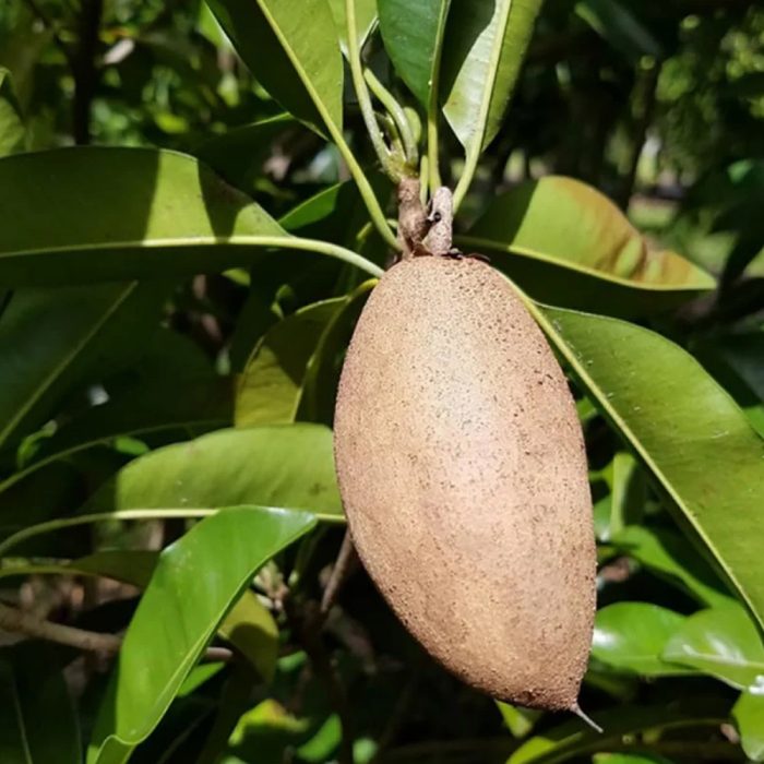 Thai sapota(Grafted) - Image 3
