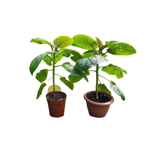 Tree Tomato (Tamarillo)