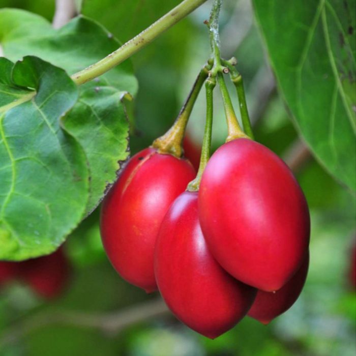 Tree Tomato (Tamarillo) - Image 2