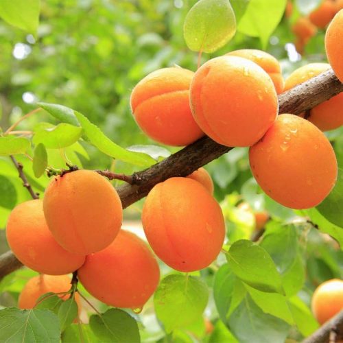 Tropical Apricot fruit (Grafted)