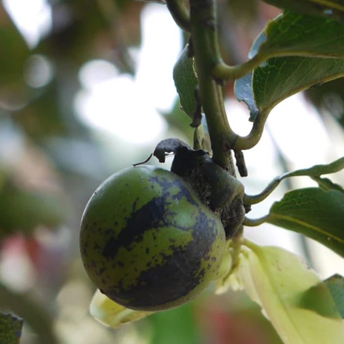 Tuniki fruit ( gab fruit ) - Image 2