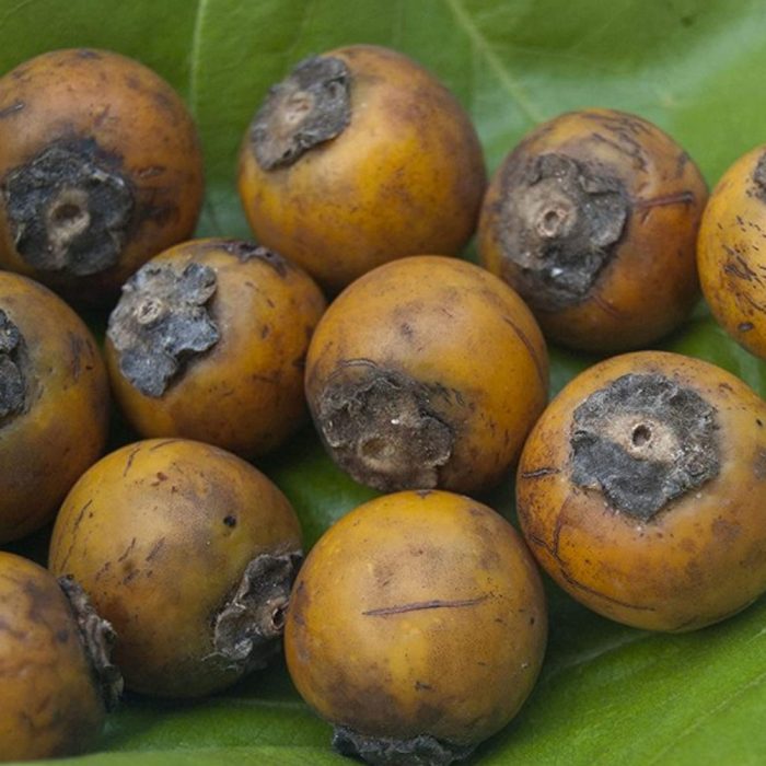 Tuniki fruit ( gab fruit ) - Image 3