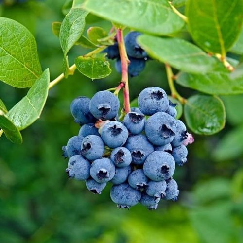 U S Blue berry