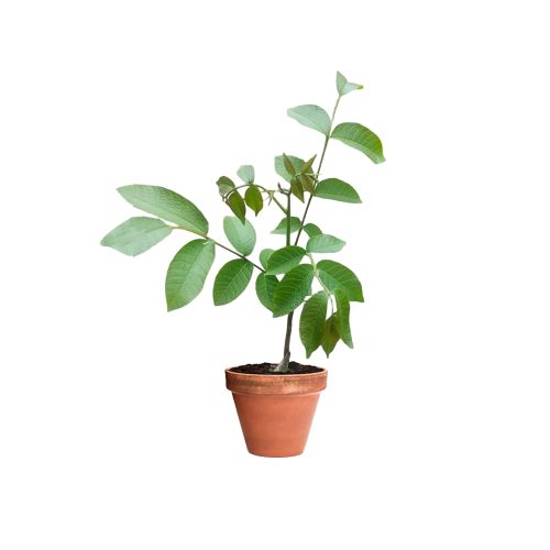 Walnut