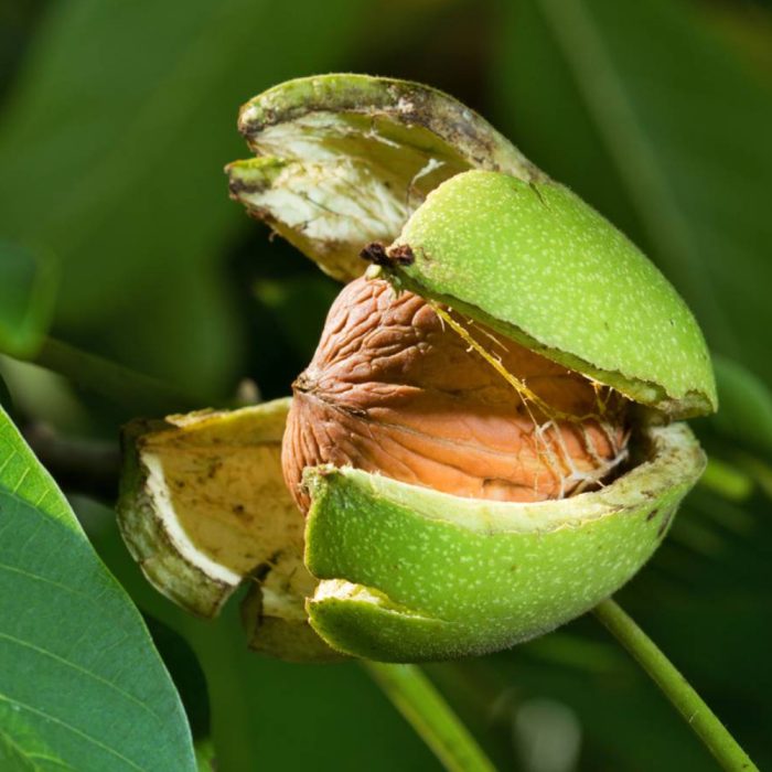 Walnut - Image 2