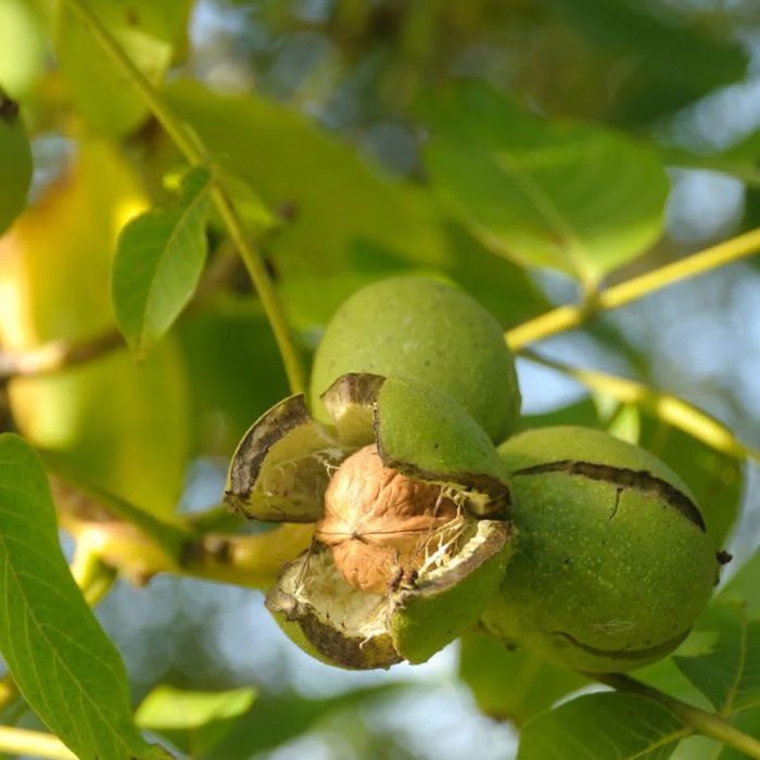 Walnut - Image 3